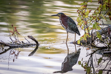 Green Heron (Butorides virescens) hiding on a lake shore