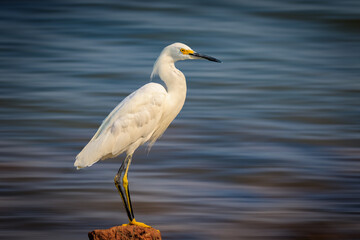 Snowy egret (Egretta thula) on a lake shore