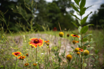 bright wild flowers in a minnesotan meadow
