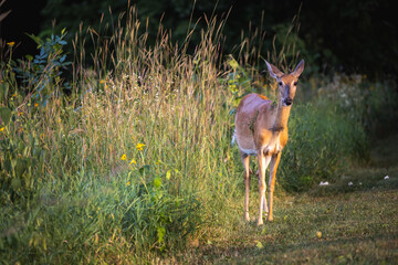 female deer next to a field of tall grass