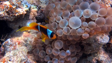 fish in aquarium
