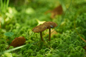 forest mushrooms