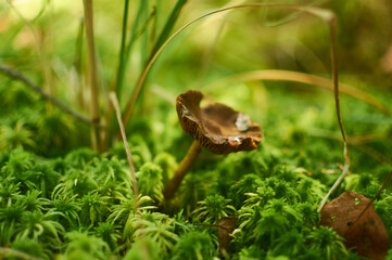 mushroom on the grass