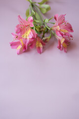 Naklejka na ściany i meble Alstroemeria on a pink vertical background close up.