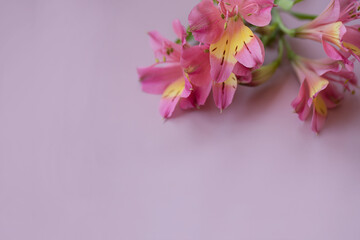 Alstroemeria on a pink horizontal background close up.