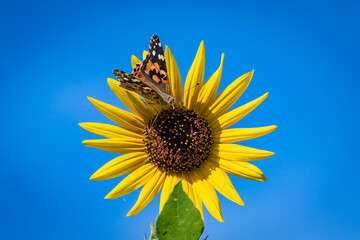 Painted lady butterfly (Vanessa cardui) perched on a yellow sunflower