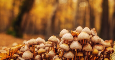 a group of mushrooms in the forest