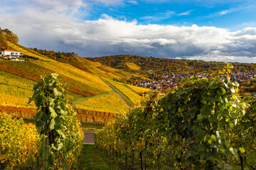 Weinberg in Stuttgart