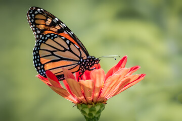 Monarch butterfly (Danaus plexippus) perched ona red flower