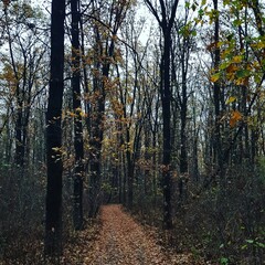 autumn in the forest