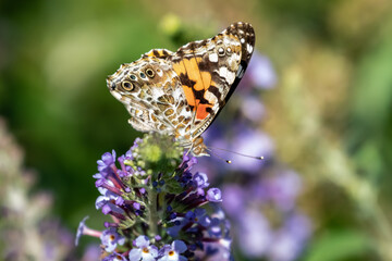 Painted lady butterfly (Vanessa cardui) in garden greenery