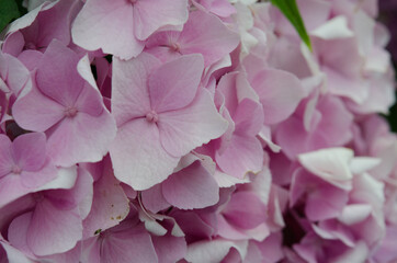 Lavender Hydrangea