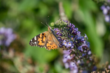 Painted lady butterfly (Vanessa cardui) in garden greenery