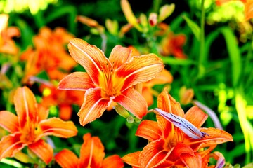 Blütenpracht © Christian