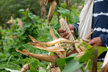 Campesino cortando en campo mazorca de maíz, de manera artesanal 