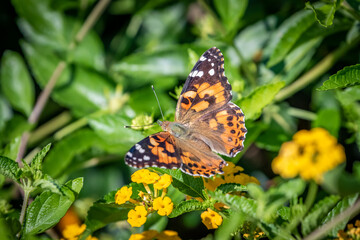 Painted lady butterfly (Vanessa cardui) in garden greenery