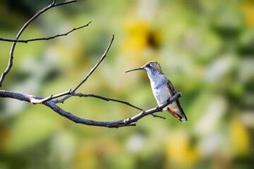 Female Black-chinned hummingbird (Archilochus alexandri) perched in a tree