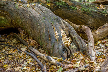 Mushrooms grow on a tree trunk.
