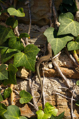 Largartija (Darevskia)