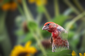 Male house finch (Haemorhous mexicanus) hiding in some bushes.