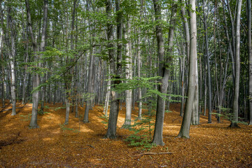 Trees in a beech forest