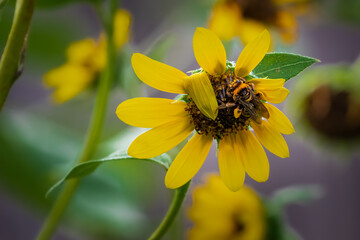 Bumble bee on a sunflower