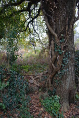 Saint-Herblain - Parc de la Chézine - Trouvaille insolite une balançoire