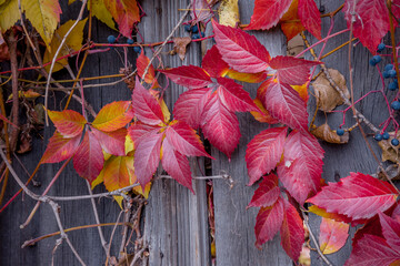 Red leaves on the background of an old fence.