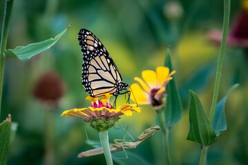 Monarch butterfly (Danaus plexippus) perched on a yellowflower