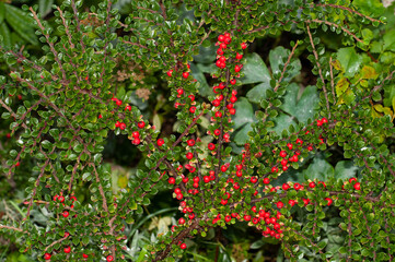 twigs of cotoneaster horizontalis with red berries