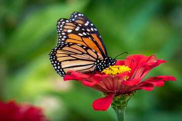 Fototapeta na wymiar Monarch butterfly (Danaus plexippus) perched on a red flower