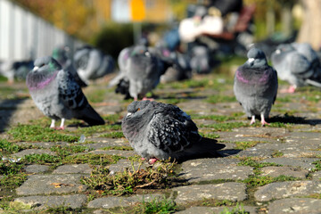Aufgeplusterte Taube in Taubengruppe im Park - Stockfoto