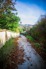 Camino de pueblo en otoño, hojas caídas en camino