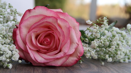 closeup of beautiful fresh rose with white pink gradient and baby's breath isolated on wooden background