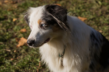Fototapeta premium Australian shepherd closeup portrait in autumn forest