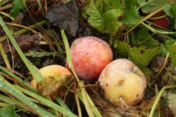 Pink apples in the snow on the green grass