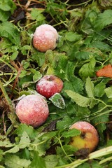 Pink apples in the snow on the green grass