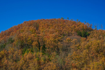 紅葉した雑木林の山　安曇野市