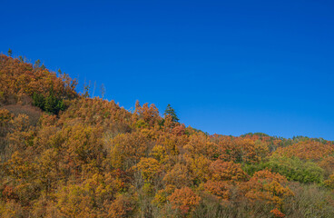 紅葉した雑木林の山　安曇野市