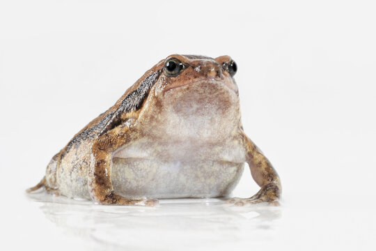 Indischer Ochsenfrosch, Kaloula pulchra, Studiofoto vor wei&szlig;em Hintergrund