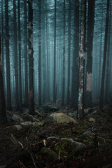 Naklejka premium View into a foggy and mystic forest with dead straight pine tree silhouettes in the mist. Moody winter mountains, Harz National Park in Germany. In the dark woods walking alone outdoors