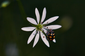 ladybug on white flower