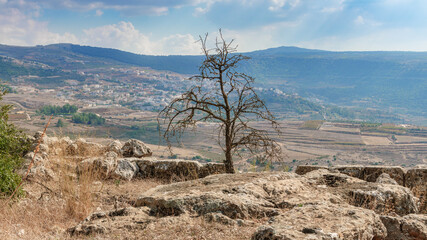 Golan Heights. Dry tree in the background of the Druze village Ein Qiniyye