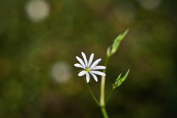 wild flowers