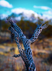 Dead Silver Cholla Cactus In California Desert