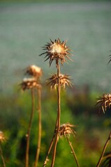Cardos secos en las Marismas del Rocío, Huelva