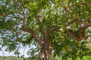 Old walnut tree against blue sky. Green walnuts on a tree branches.
