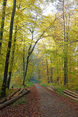 Waldweg im Herbst