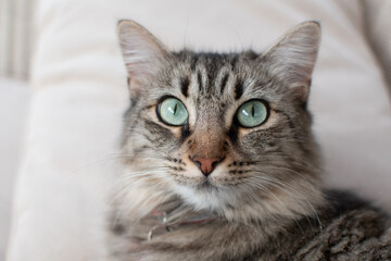 Fototapeta na wymiar Cat looking at camera with green eyes.