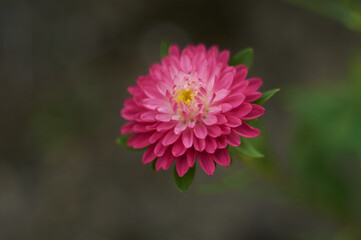 fucsia aster